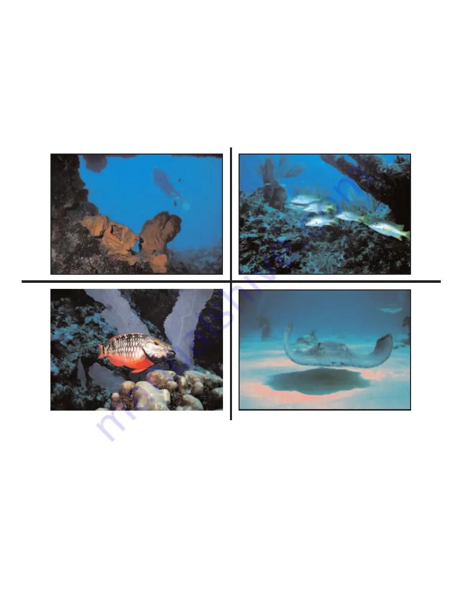 Sealife DIGITAL FLASH Скачать руководство пользователя страница 8