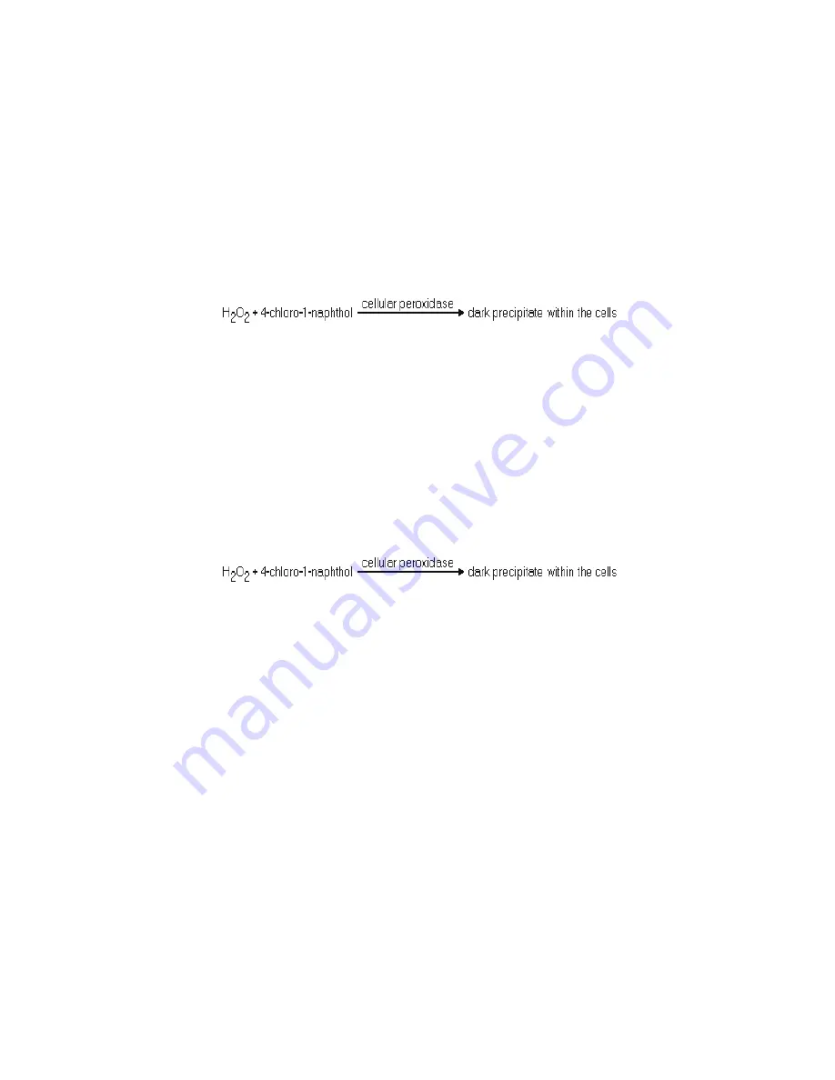 Siemens ADVIA 2120 Operator'S Manual Download Page 295